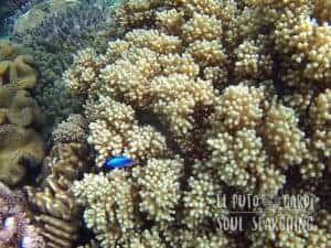 Apo Island Day Trip - Snorkeling with sea turtles