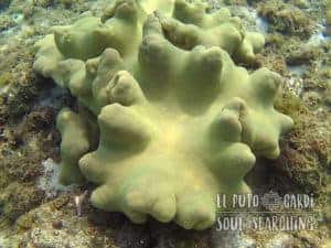 Apo Island Day Trip - Snorkeling with sea turtles