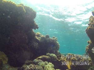 Apo Island Day Trip - Snorkeling with sea turtles