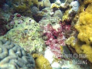Apo Island Day Trip - Snorkeling with sea turtles