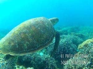 Apo Island Day Trip - Snorkeling with sea turtles