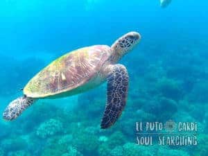 Apo Island Day Trip - Snorkeling with sea turtles
