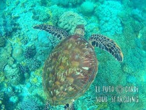 Apo Island Day Trip - Snorkeling with sea turtles