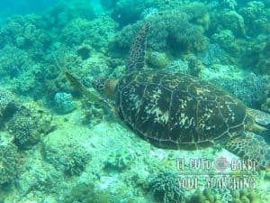 Apo Island Day Trip - Snorkeling with sea turtles