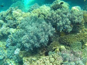 Apo Island Day Trip - Snorkeling with sea turtles