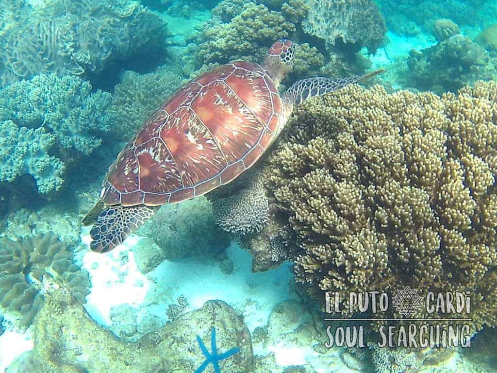 Apo Island Day Trip - Snorkeling with sea turtles