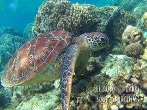 Apo Island Day Trip - Snorkeling with sea turtles