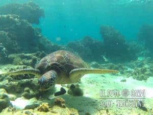 Apo Island Day Trip - Snorkeling with sea turtles
