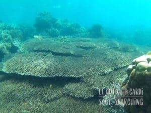 Apo Island Day Trip - Snorkeling with sea turtles