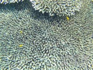 Apo Island Day Trip - Snorkeling with sea turtles