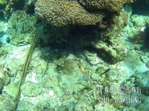 Apo Island Day Trip - Snorkeling with sea turtles