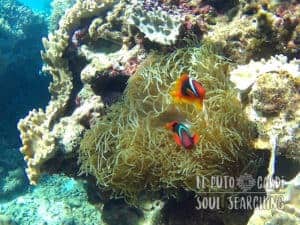 Apo Island Day Trip - Snorkeling with sea turtles