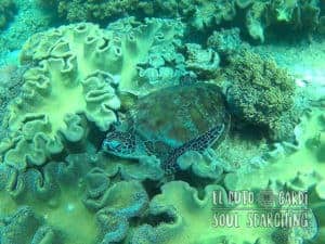 Apo Island Day Trip - Snorkeling with sea turtles