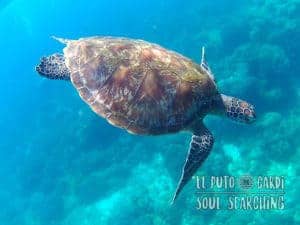 Apo Island Day Trip - Snorkeling with sea turtles