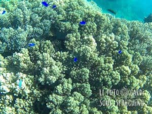 Apo Island Day Trip - Snorkeling with sea turtles