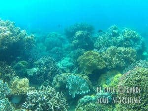 Apo Island Day Trip - Snorkeling with sea turtles
