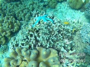 Apo Island Day Trip - Snorkeling with sea turtles