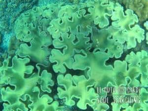 Apo Island Day Trip - Snorkeling with sea turtles