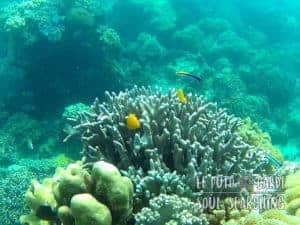 Apo Island Day Trip - Snorkeling with sea turtles