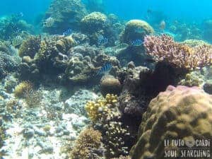 El Nido Island-Hopping: Best snorkeling in Philippines