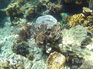 El Nido Island-Hopping: Best snorkeling in Philippines