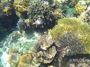 El Nido Island-Hopping: Best snorkeling in Philippines