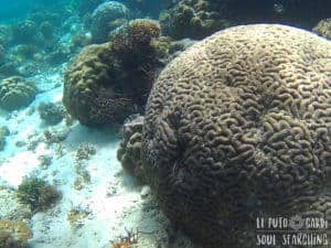 El Nido Island-Hopping: Best snorkeling in Philippines