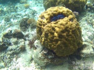El Nido Island-Hopping: Best snorkeling in Philippines