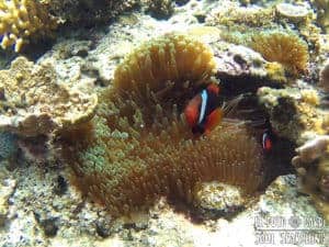 El Nido Island-Hopping: Best snorkeling in Philippines
