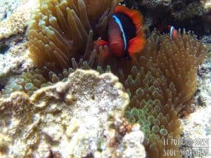 El Nido Island-Hopping: Best snorkeling in Philippines