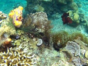 El Nido Island-Hopping: Best snorkeling in Philippines