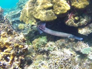 El Nido Island-Hopping: Best snorkeling in Philippines