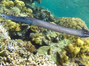 El Nido Island-Hopping: Best snorkeling in Philippines