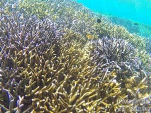 El Nido Island-Hopping: Best snorkeling in Philippines