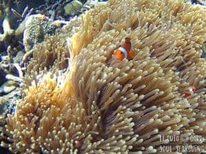 El Nido Island-Hopping: Best snorkeling in Philippines