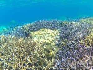 El Nido Island-Hopping: Best snorkeling in Philippines