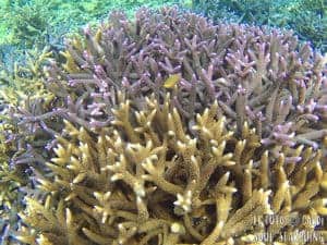 El Nido Island-Hopping: Best snorkeling in Philippines