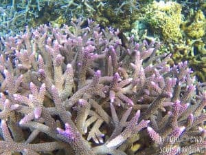 El Nido Island-Hopping: Best snorkeling in Philippines
