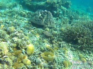 El Nido Island-Hopping: Best snorkeling in Philippines