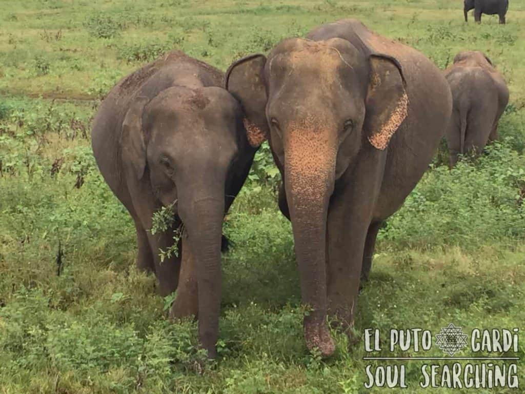 Elephants in Sri Lanka: Kaudulla National Park