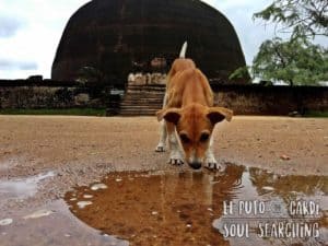 Polonnaruwa Ancient City