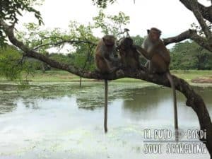 Polonnaruwa Ancient City
