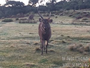 Horton Plains