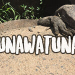 Unawatuna post title with a big lizard